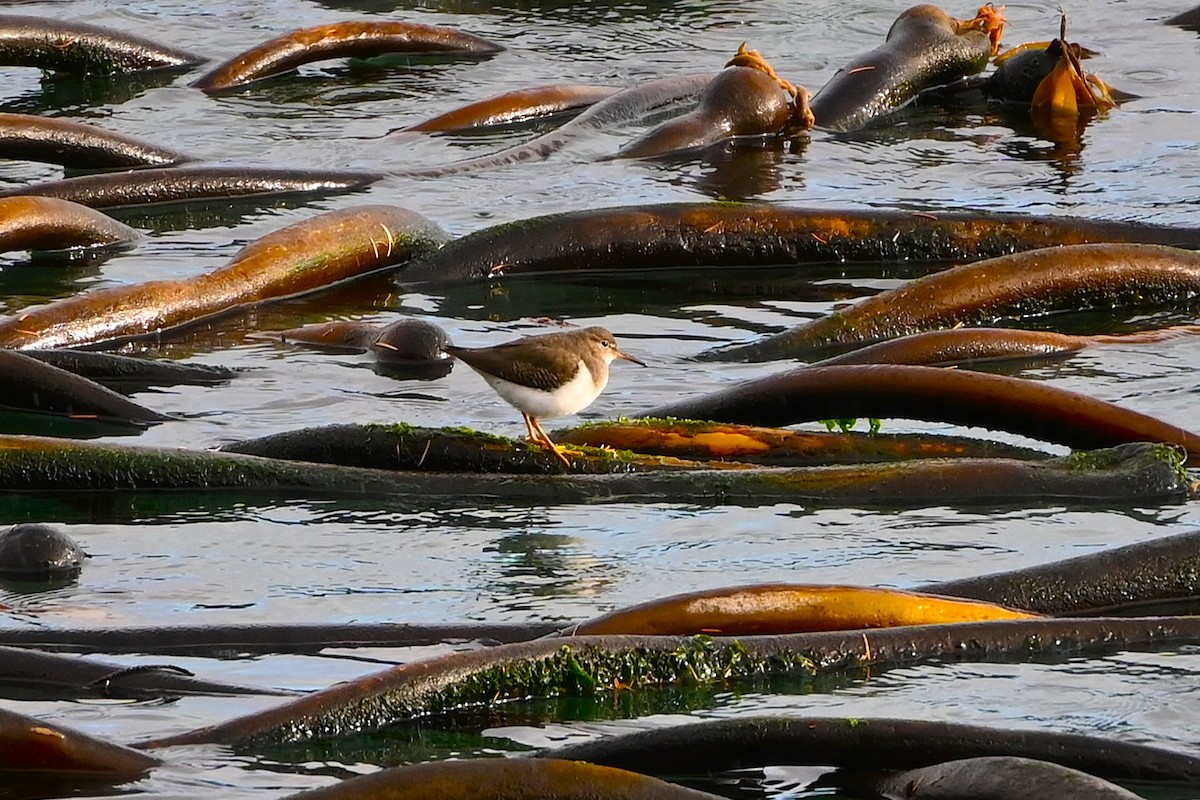 Spotted Sandpiper - ML646500049