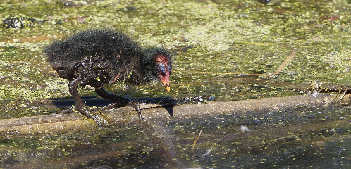 slípka tmavá - ML646500050