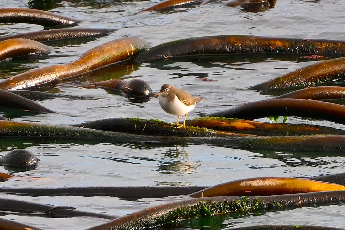 Spotted Sandpiper - ML646500051