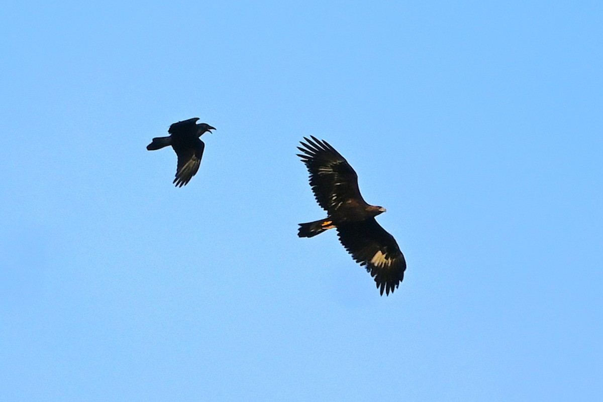 金鵰 - ML646500062