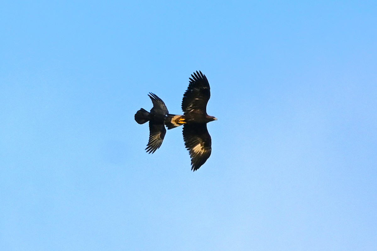 金鵰 - ML646500064