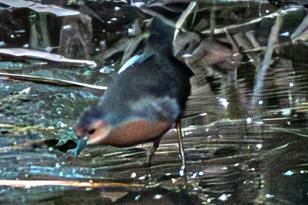 Marouette brune - ML646500065