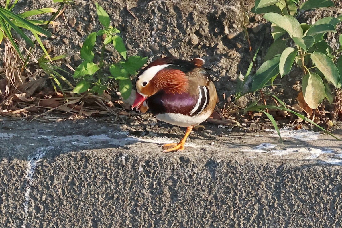 Мандаринка - ML646500067