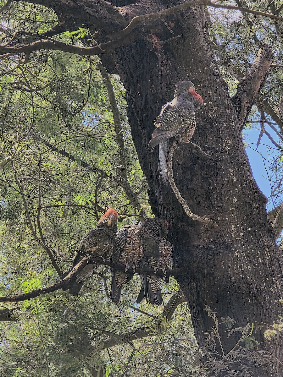 Helmkakadu - ML646500068