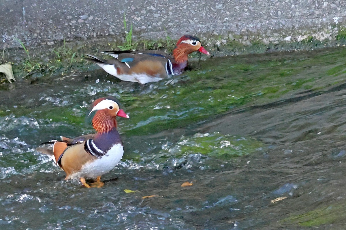 Мандаринка - ML646500069