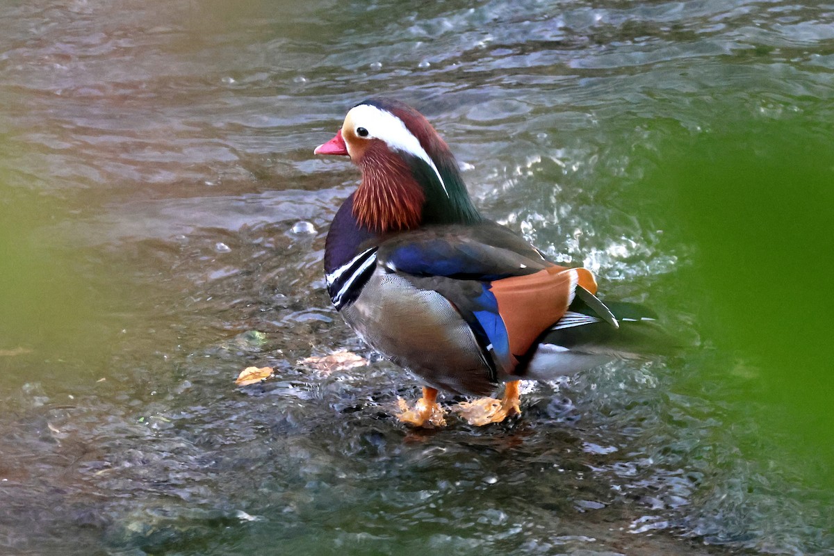 Мандаринка - ML646500070