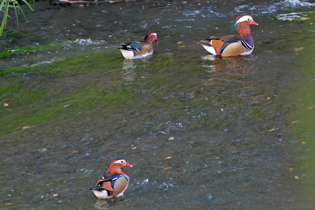 Мандаринка - ML646500071