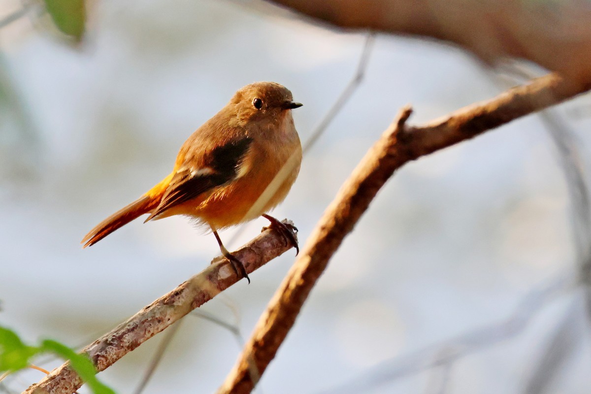 Daurian Redstart - ML646500072