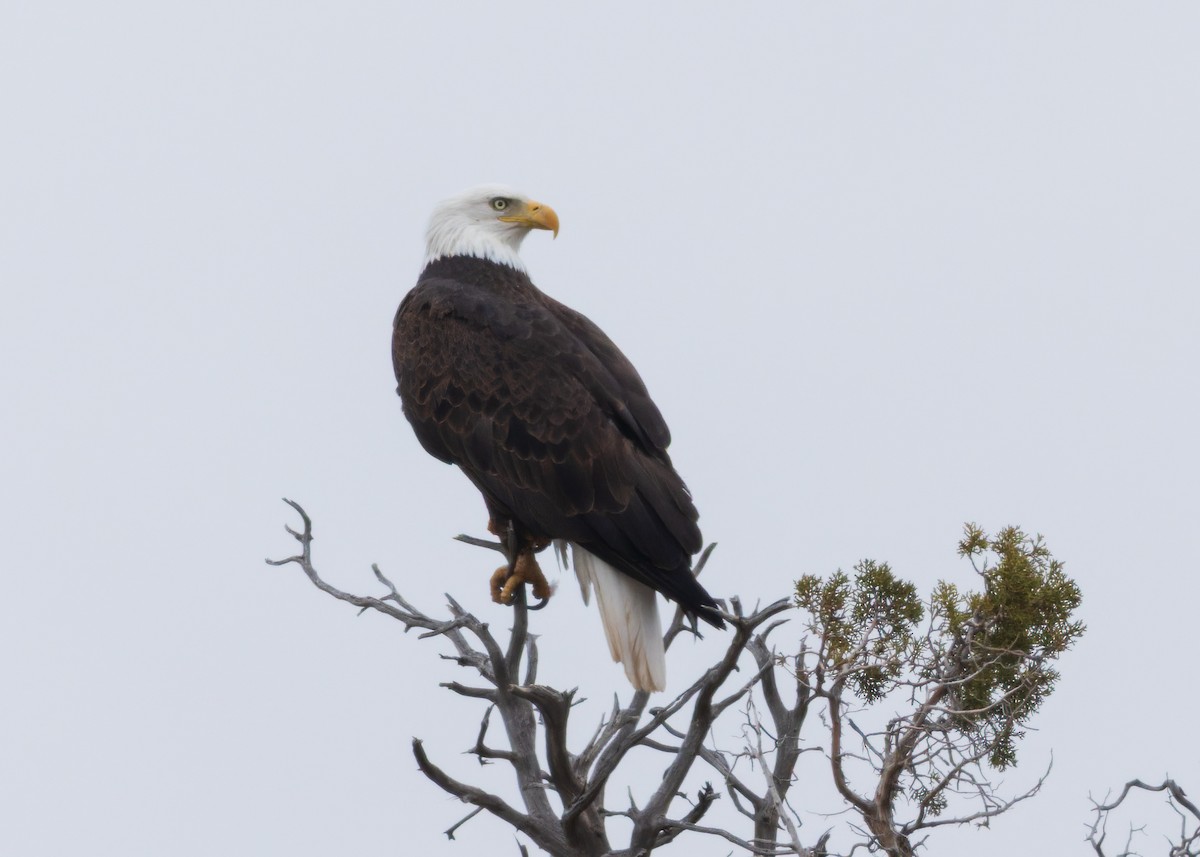 Pygargue à tête blanche - ML646500073