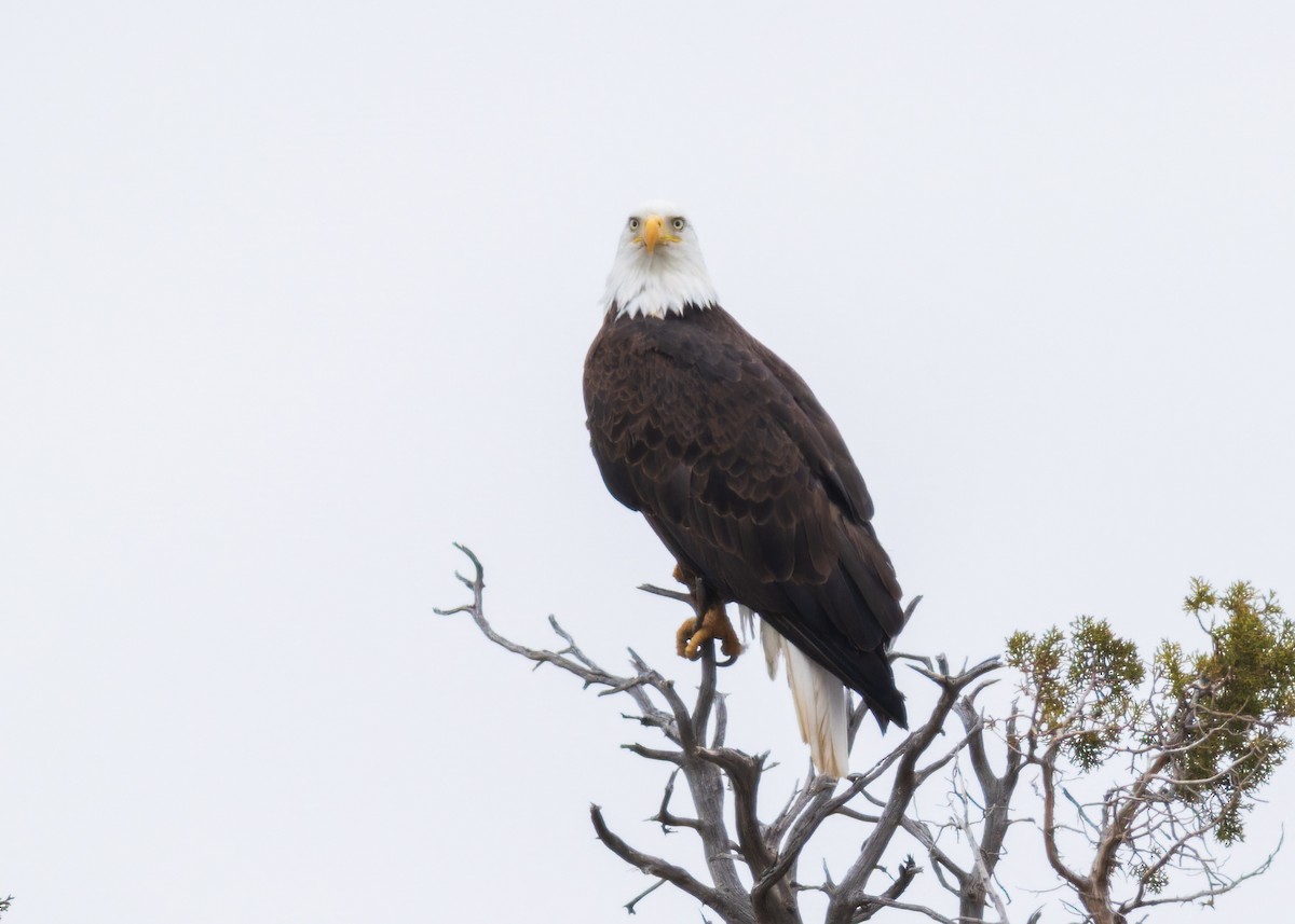 Pygargue à tête blanche - ML646500074