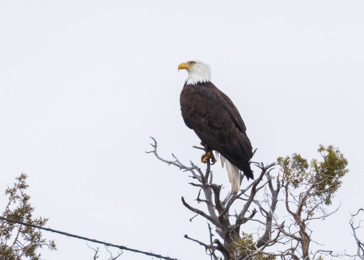 Pygargue à tête blanche - ML646500075