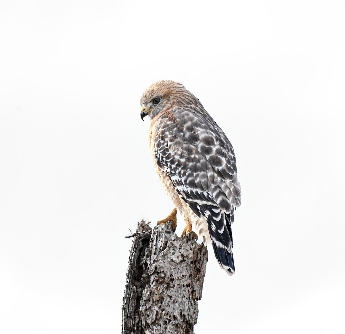 Red-shouldered Hawk (lineatus Group) - ML646500076