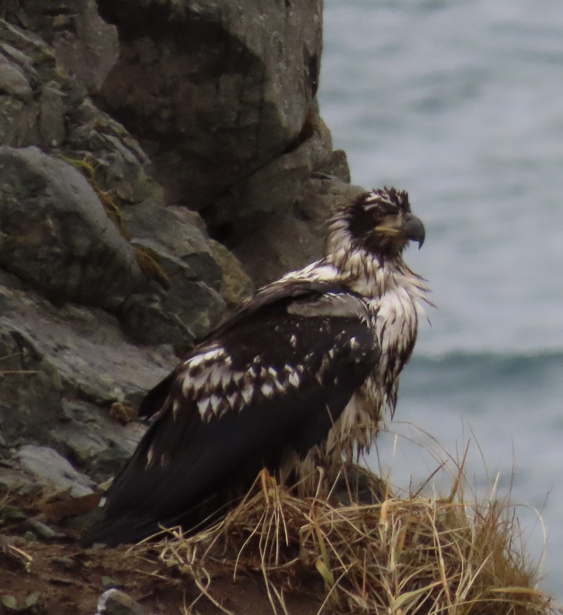Pygargue à tête blanche - ML646500078