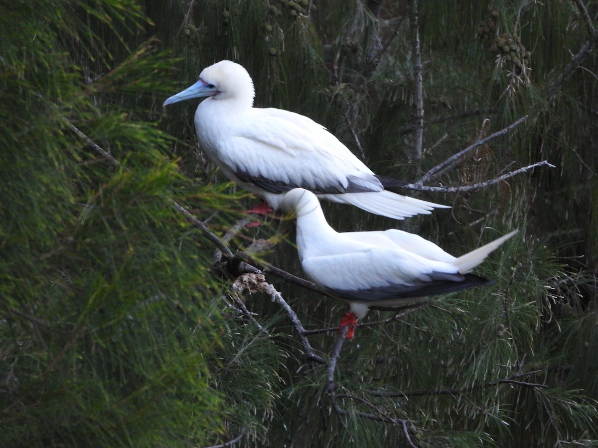 סולה אדומת-רגל - ML646500079