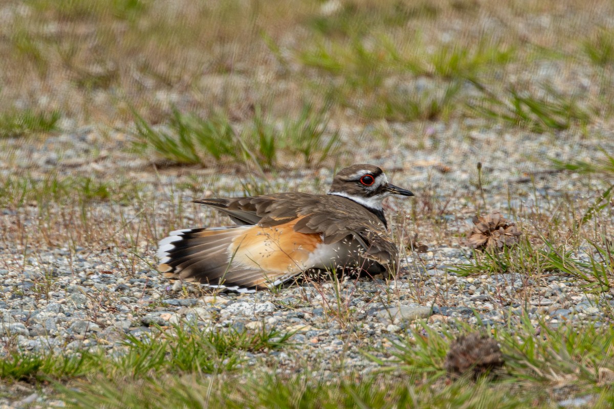 Killdeer - ML646500082