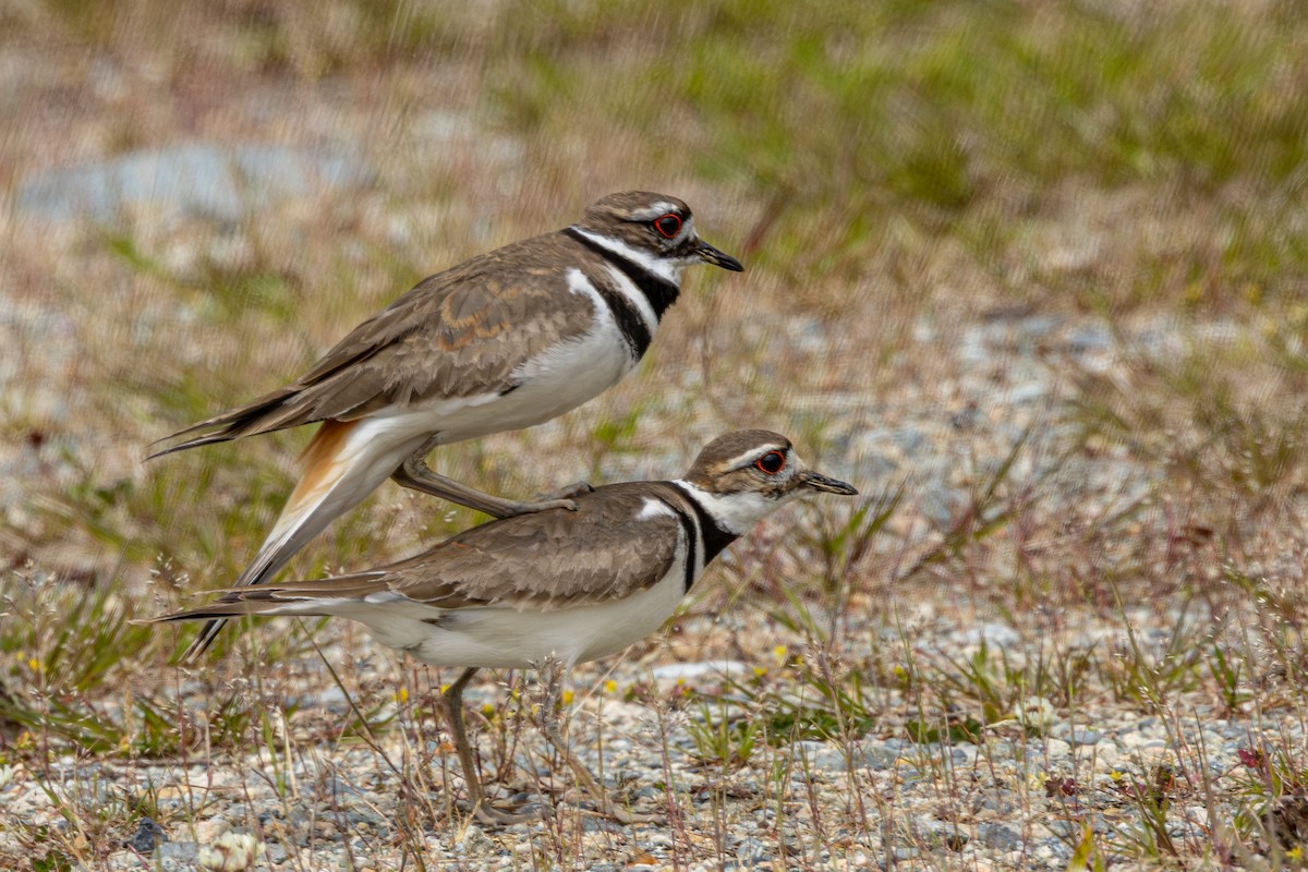 Killdeer - ML646500083