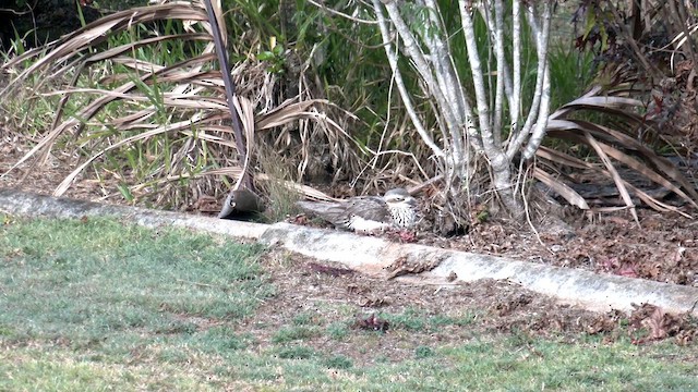 Bush Thick-knee - ML646500086