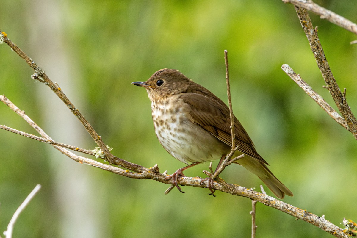 Swainson's Thrush - ML646500087