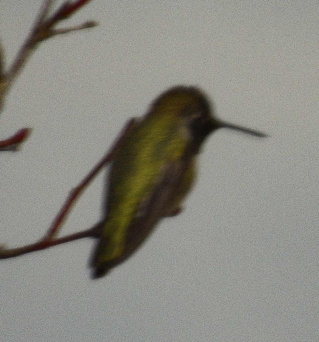 Anna's Hummingbird - ML646500088