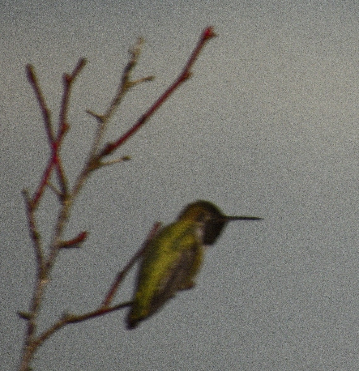 Anna's Hummingbird - ML646500089