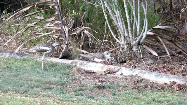 Bush Thick-knee - ML646500090