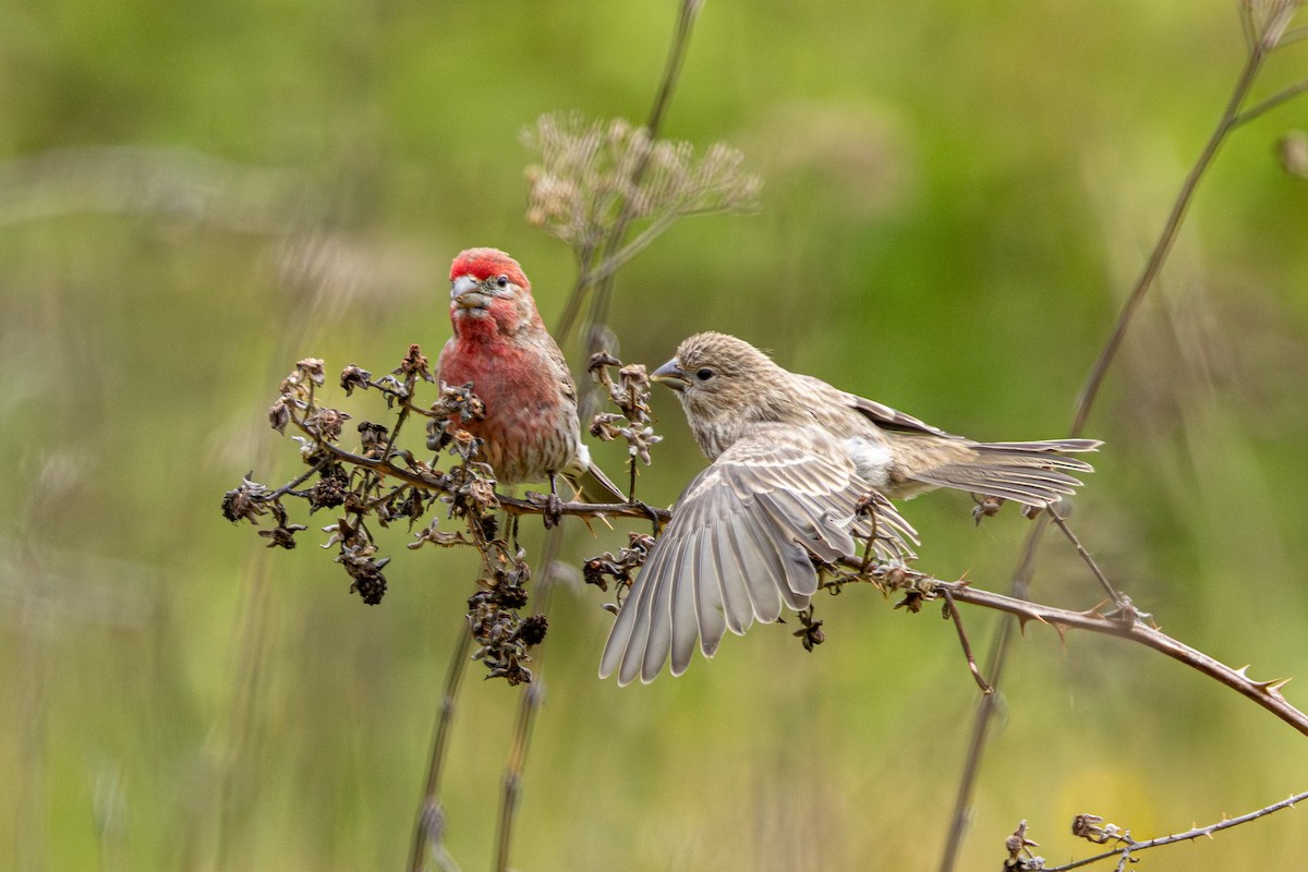 House Finch - ML646500091