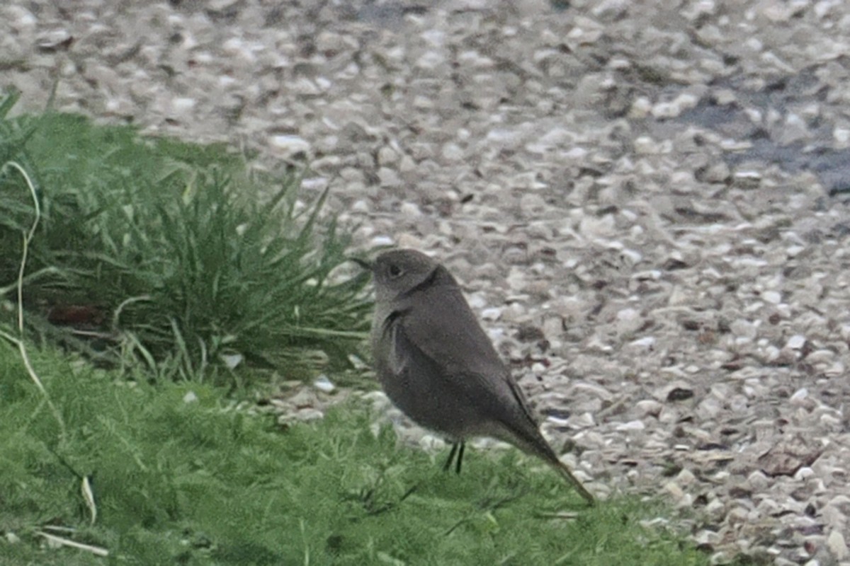 svartrødstjert - ML646500092