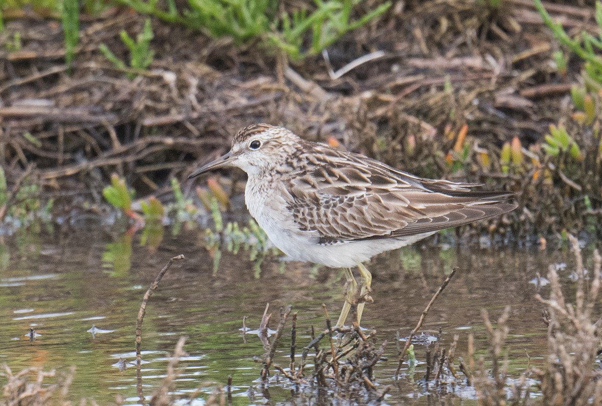 Sharp-tailed Sandpiper - ML646500093