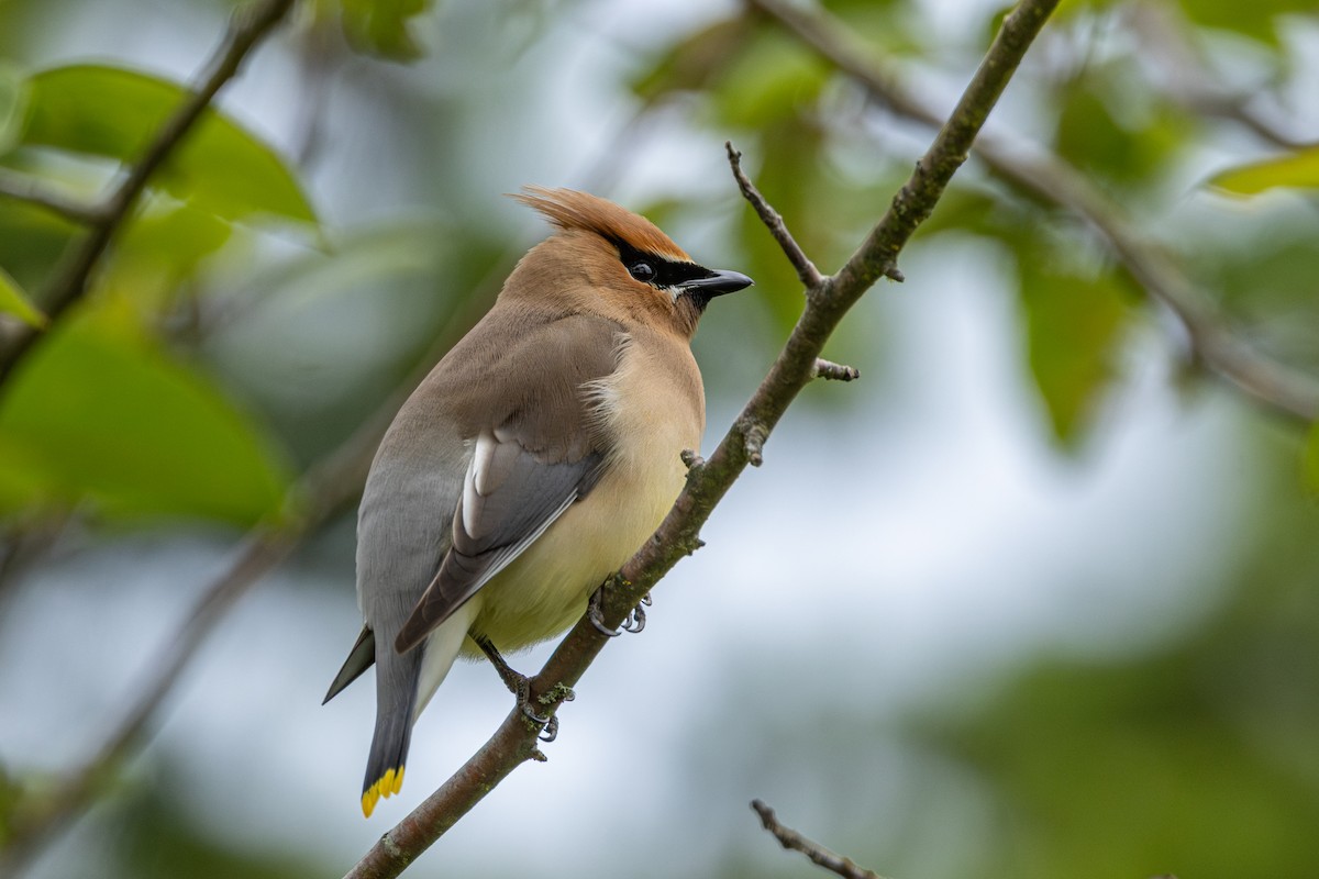 Cedar Waxwing - ML646500095