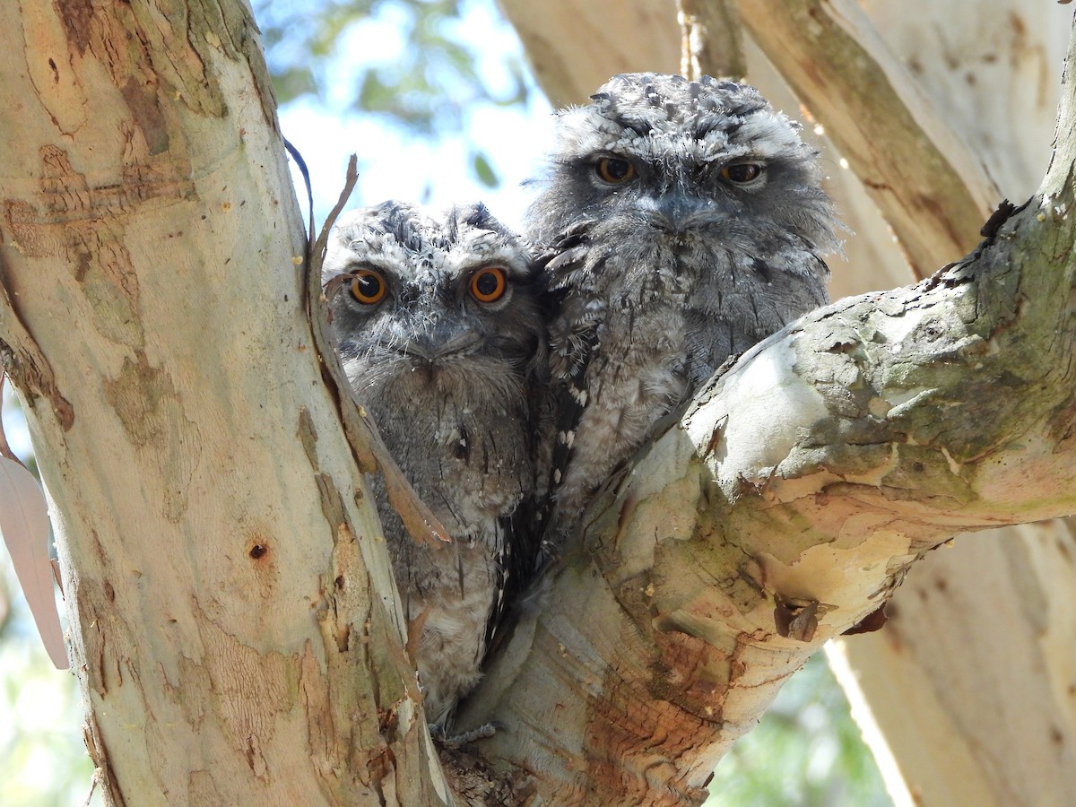 Podarge gris - ML646500096