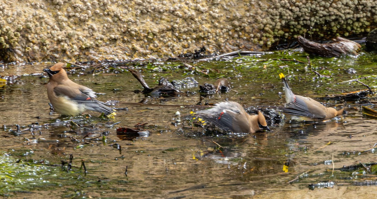 Cedar Waxwing - ML646500097