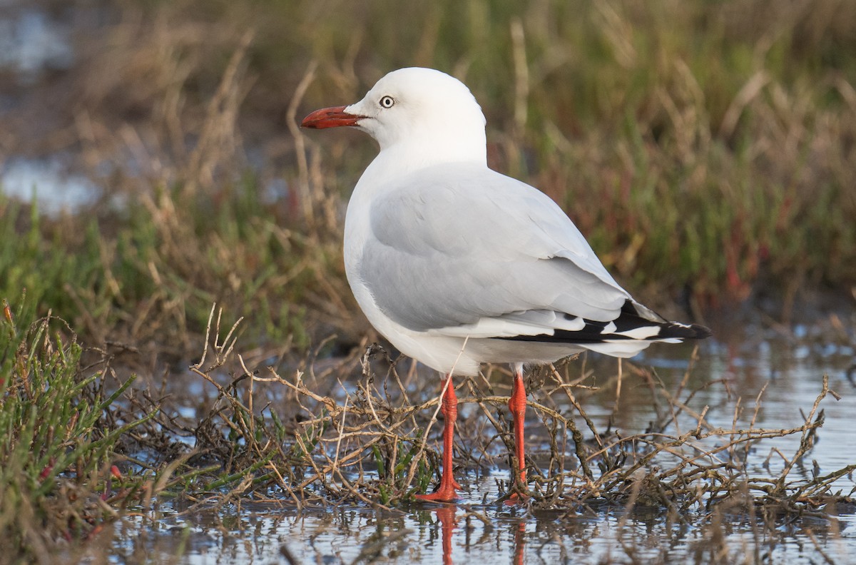 Silver Gull - ML646500099