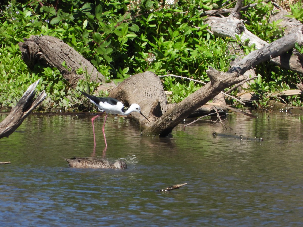 Échasse d'Australie - ML646500101