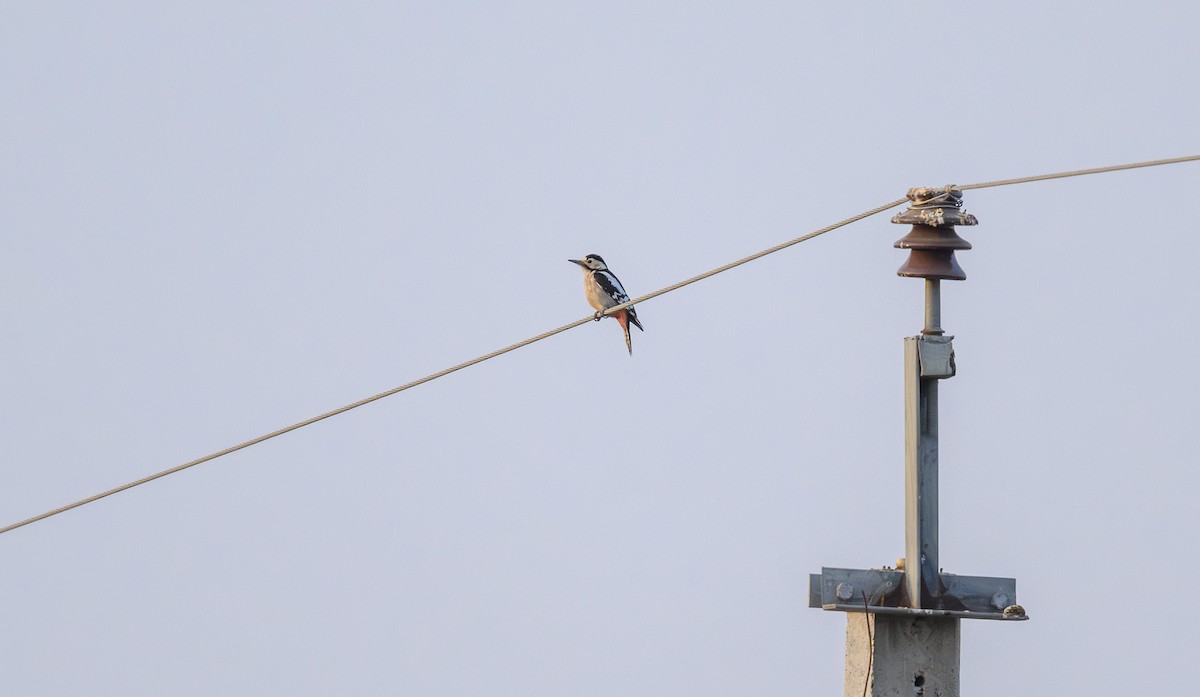 Sind Woodpecker - ML646500104