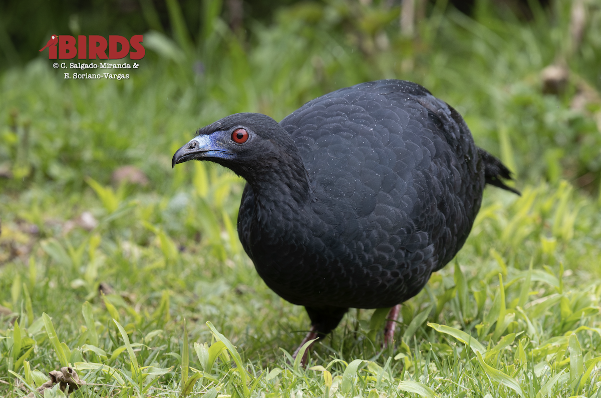 Schwarzguan - ML646500105