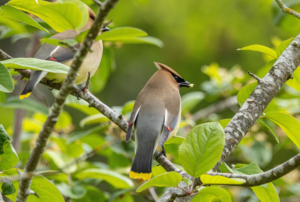 Cedar Waxwing - ML646500106