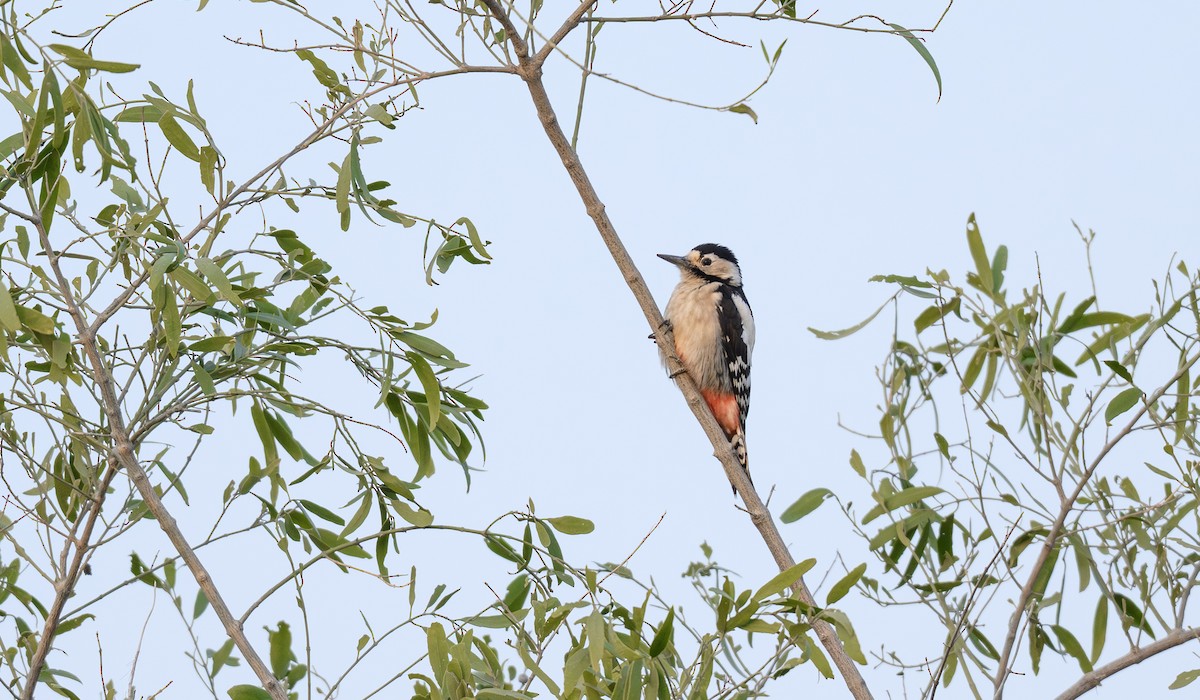 Sind Woodpecker - ML646500108