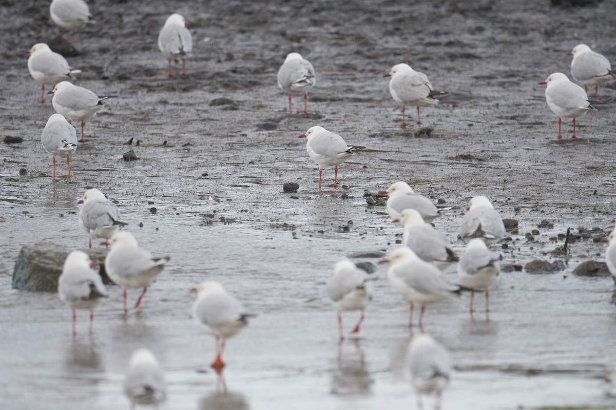 Silver Gull - ML646500110