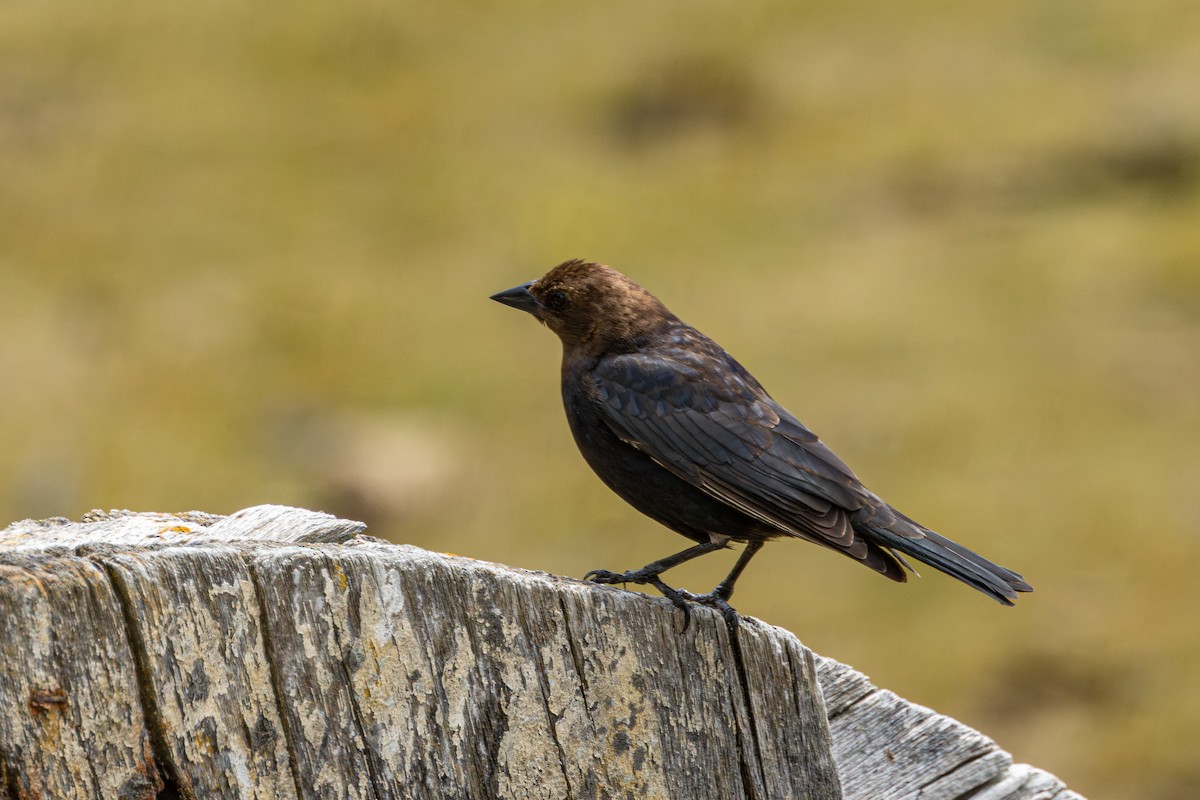 Brown-headed Cowbird - ML646500111