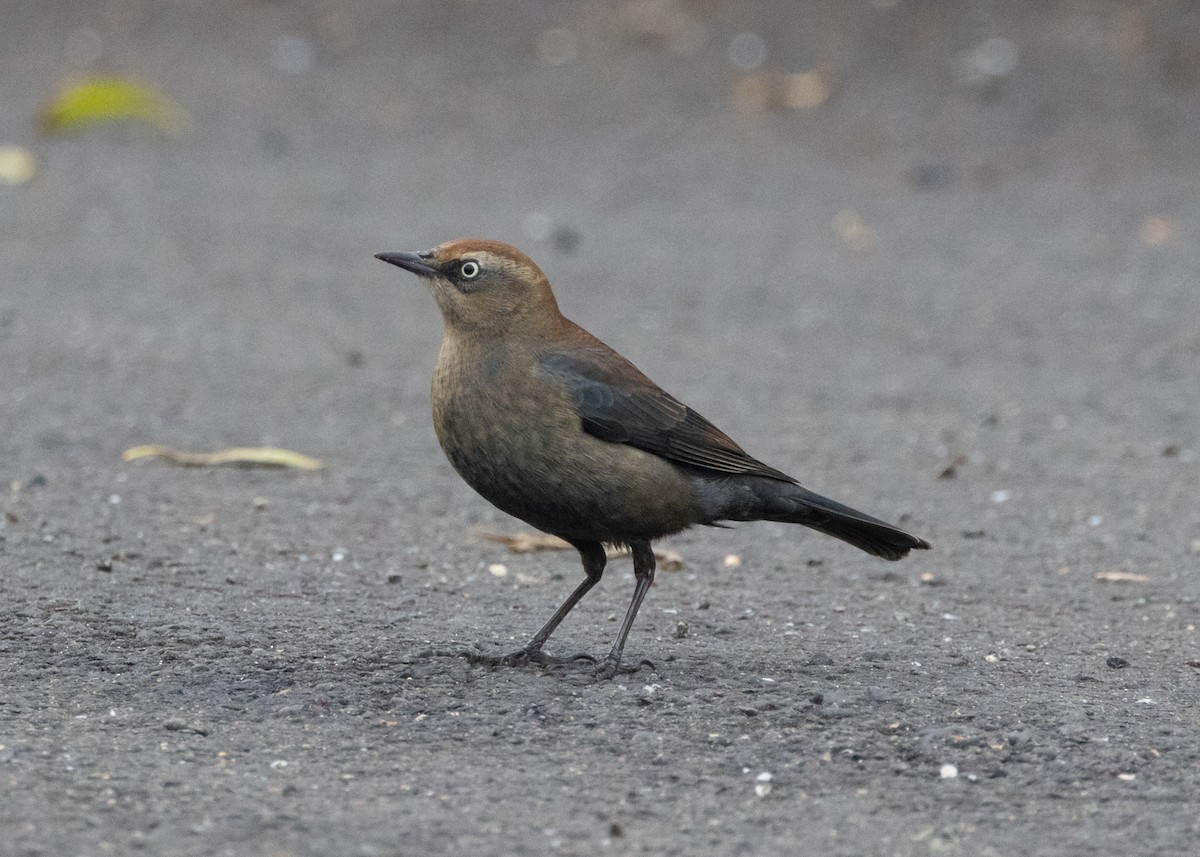 Rusty Blackbird - ML646500112