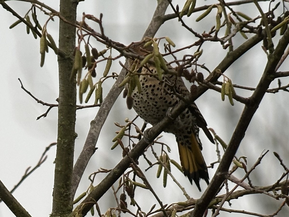 Northern Flicker (Yellow-shafted) - ML646500114