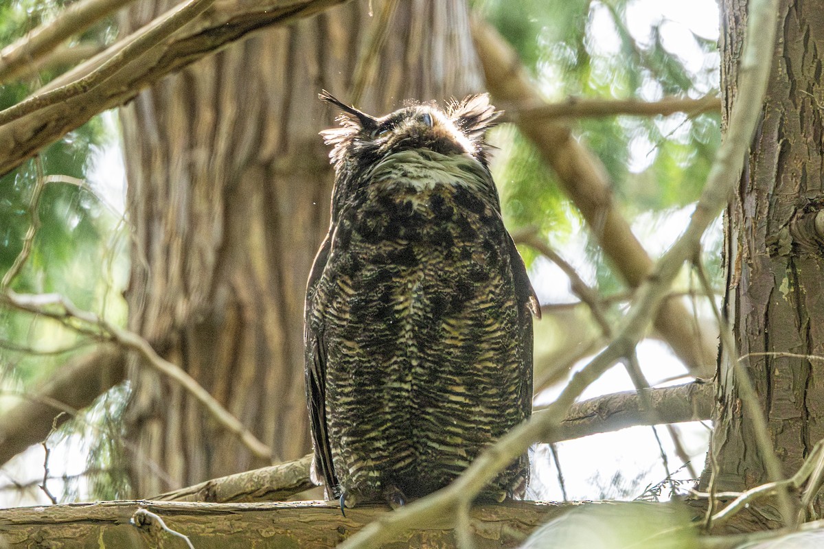 Great Horned Owl - ML646500115