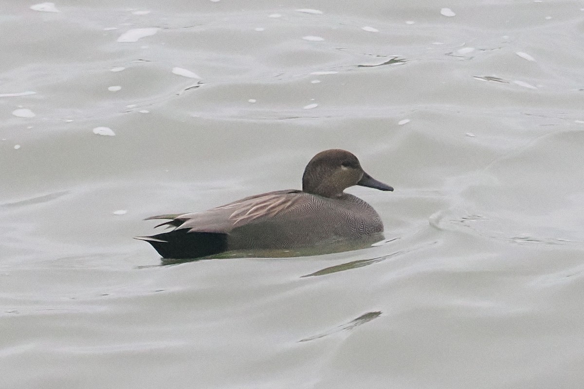 Gadwall - ML646500116