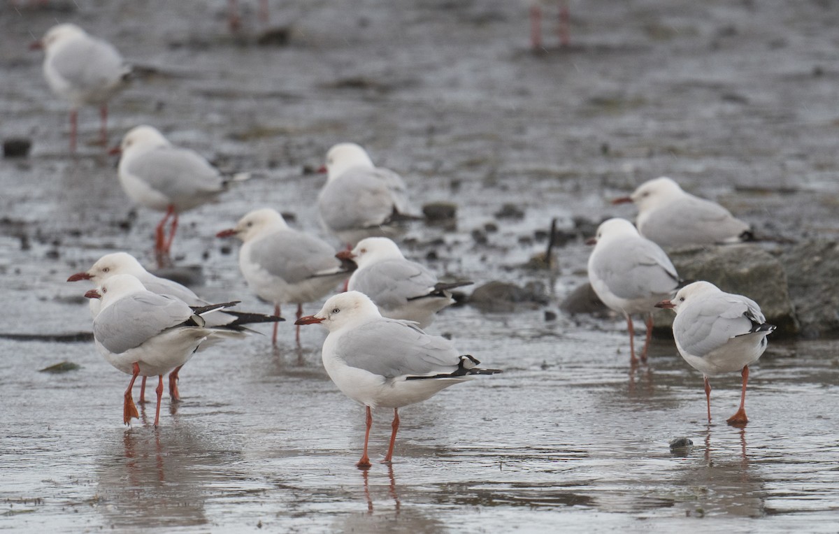 Silver Gull - ML646500118