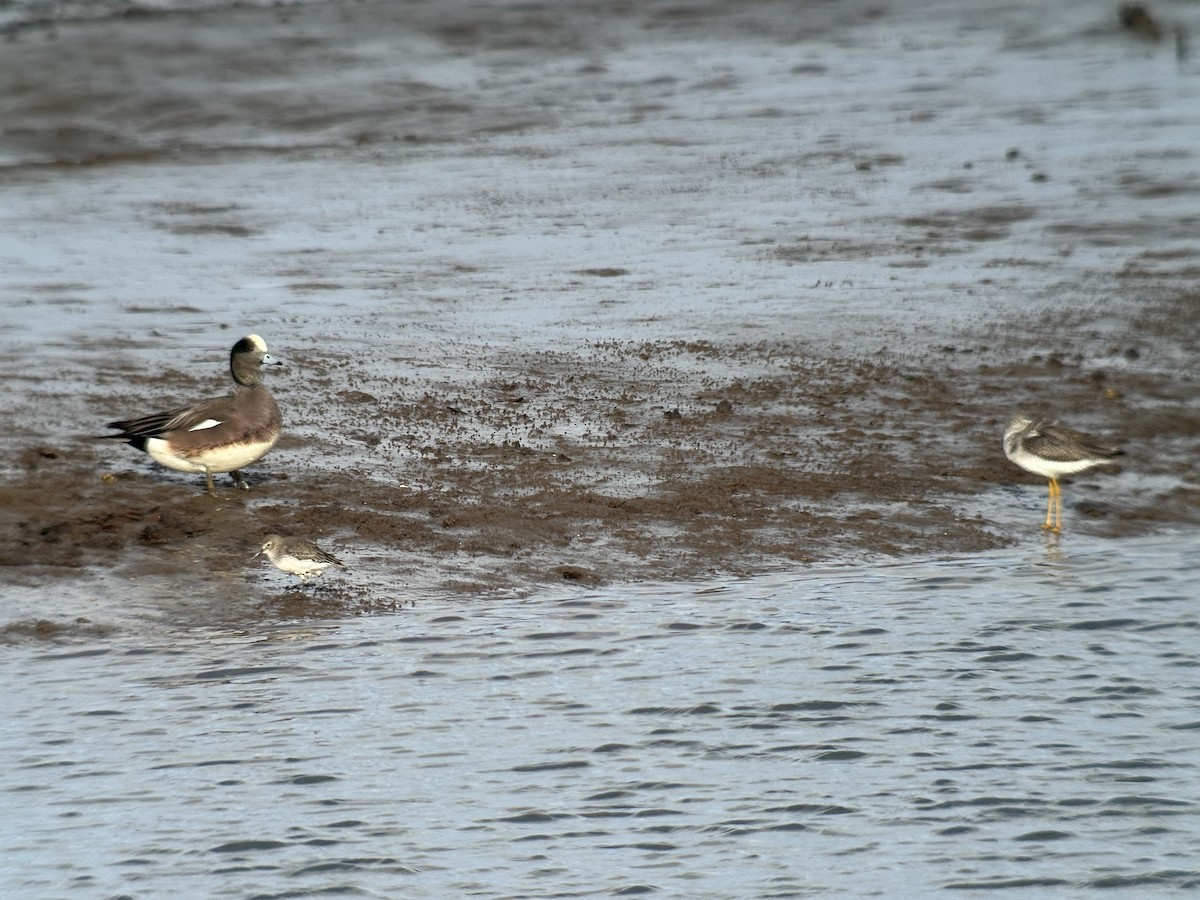 Dunlin - ML646500119