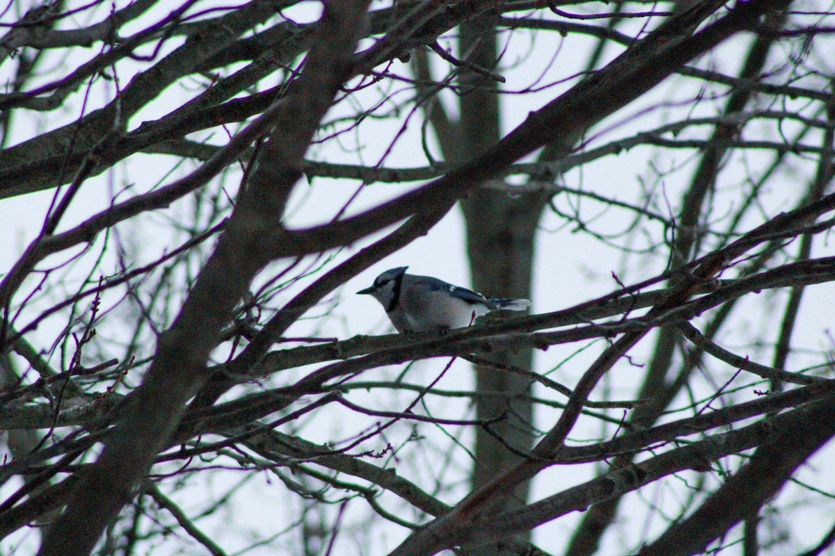 Blue Jay - ML646500122