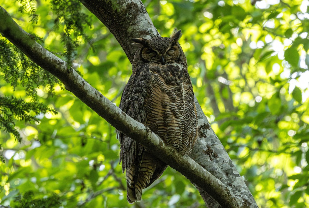 Great Horned Owl - ML646500123