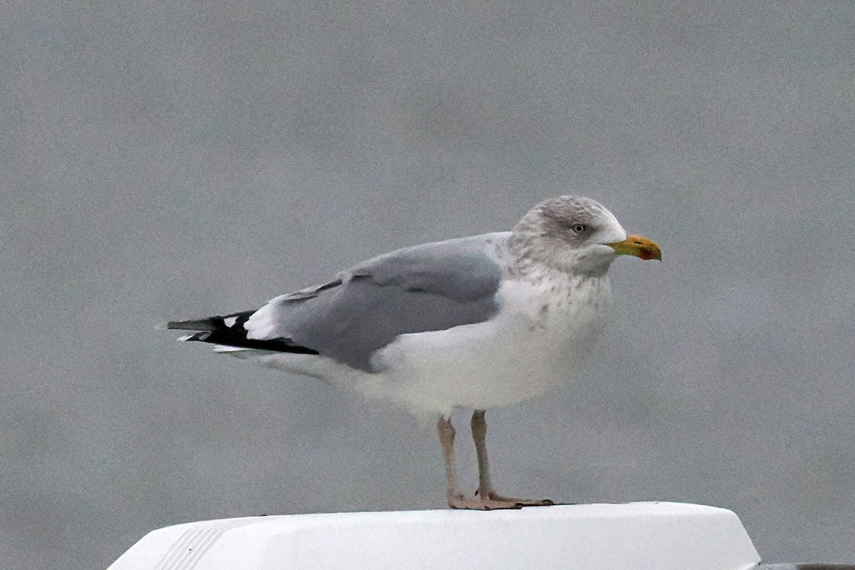 European Herring Gull - ML646500124