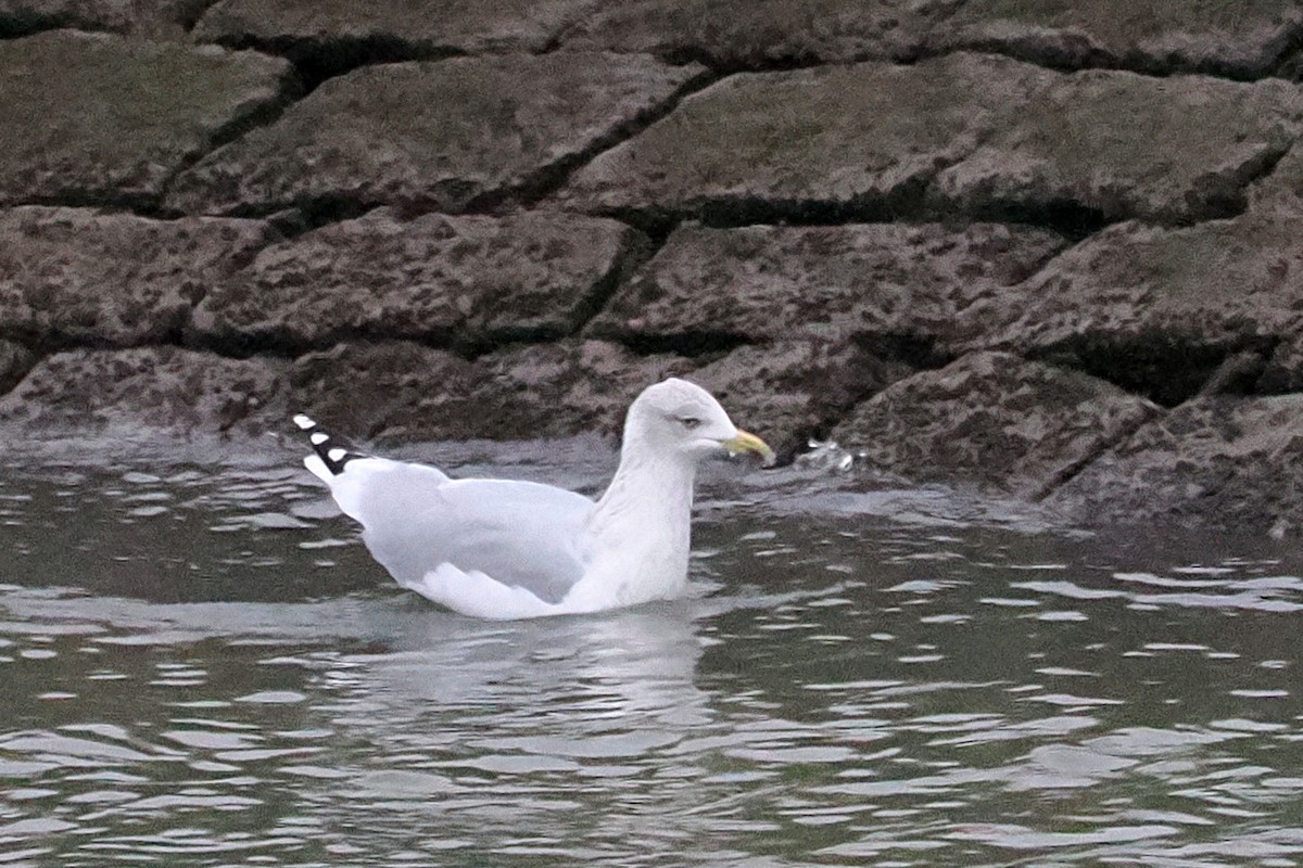 European Herring Gull - ML646500125