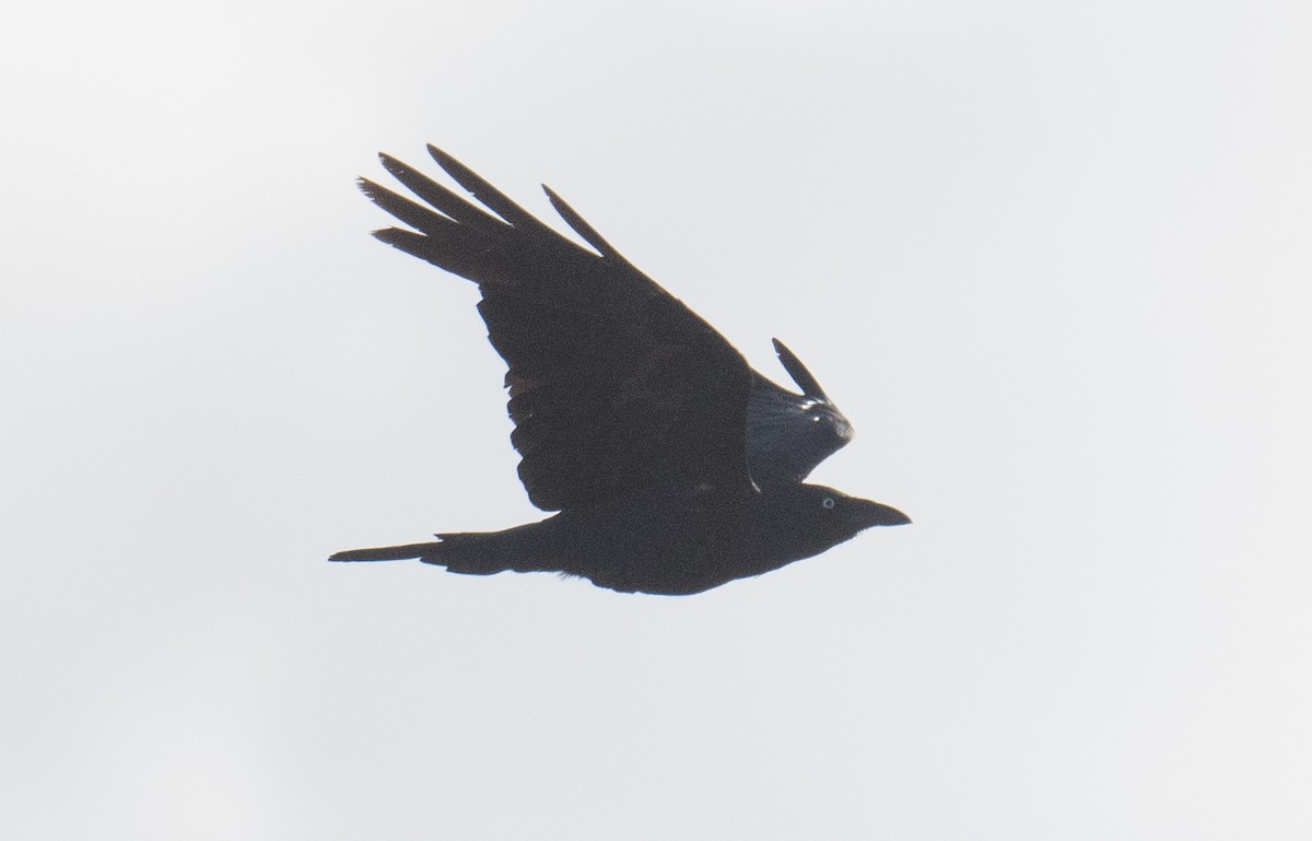 Australian Raven - ML646500127